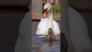 Какой красавчик плывет ко мне😍 beautiful swan 🥰 #nature #birds #swan #птицы #природа #лебедь