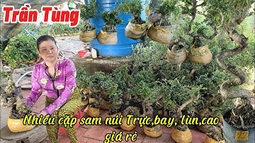 9/12/2025_ Trần Tùng ☎️0336874743 _ Anh em ủng hộ nhiều tiếp tục cặp giá rẻ,Thêm sam núi to,siêu hoa