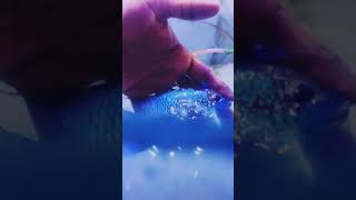 Download Lagu Giant Neon Acara #austinaquatic #shorts #youtubeshorts #acara #aquarium #cichild #giant #rare #neon MP3