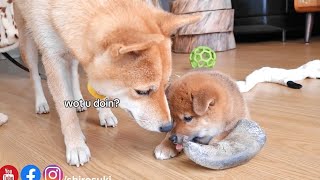 Mom is like his shadow, she checks everything he plays with ❤️ by SHIROSUKI 6,271 views 6 days ago 2 minutes, 22 seconds