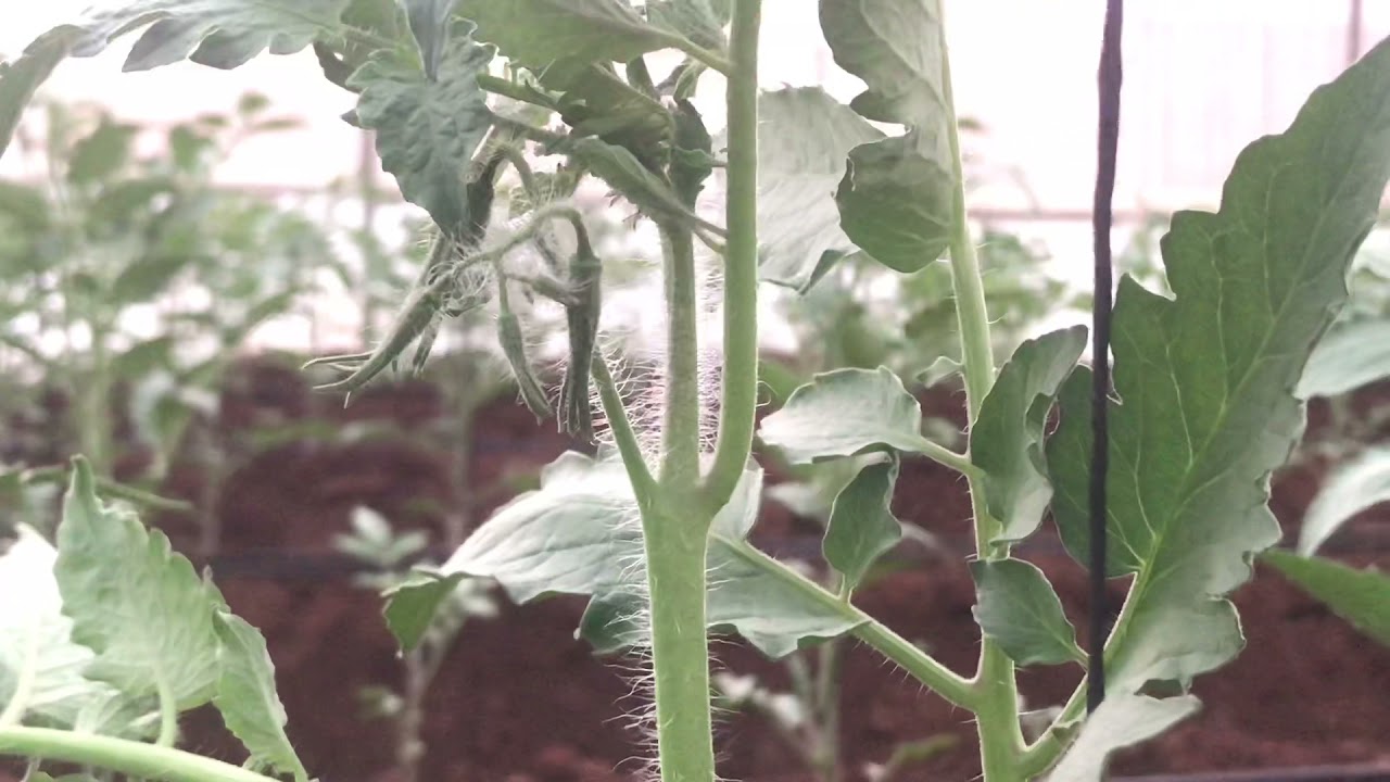 Jua Umuhimu wa kuondoa Matawi Katika Mche wa nyanya