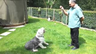 Dog tricks  Old English Sheepdog