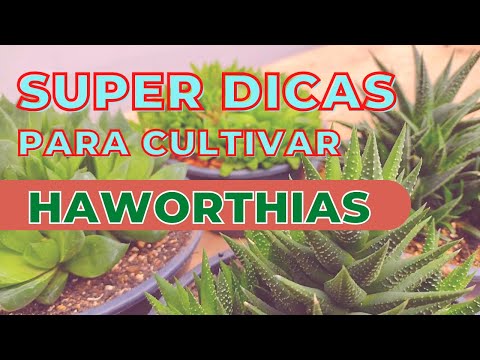 Vídeo: Propagação de Suculentas Haworthia: Aprenda sobre o enraizamento de plantas Haworthia