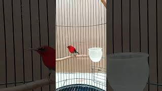 Suara Kolibri Sepah Rajakicauanburung