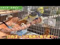 日向ぼっこが気持ち良すぎて… #セキセイインコ　#オカメインコ　#コザクラインコ 