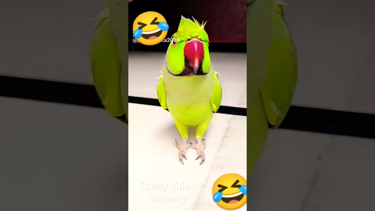 aur banda  ki funny comedy 🐵🦜🤣 like like aur like aur subscribe