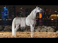 الأسطورة أليكسندر يحقق لقب البطل الذهبي للأفحل في بطولة العالم سوبريم قطر 2025 ALEXXANDERR 