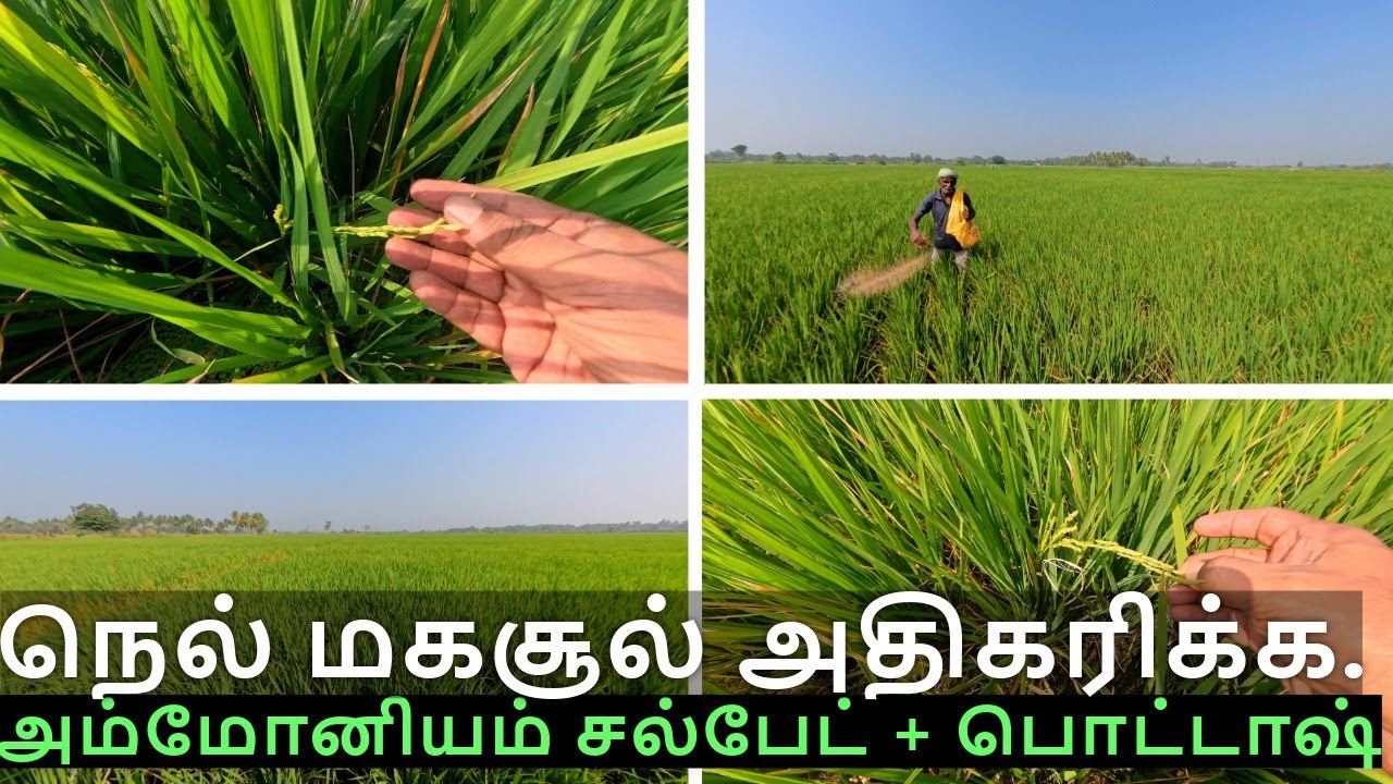 நெல் மகசூல் ரகசியம்!  அம்மோனியம் சல்பேட் & பொட்டாஷ் செய்யும் மாயம். Sulphate Potash For Rice