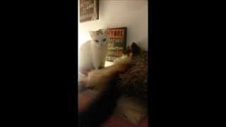My Super Cute Cats  Sacred Birman by CuteHusky89 1,014 views 9 years ago 3 minutes, 20 seconds