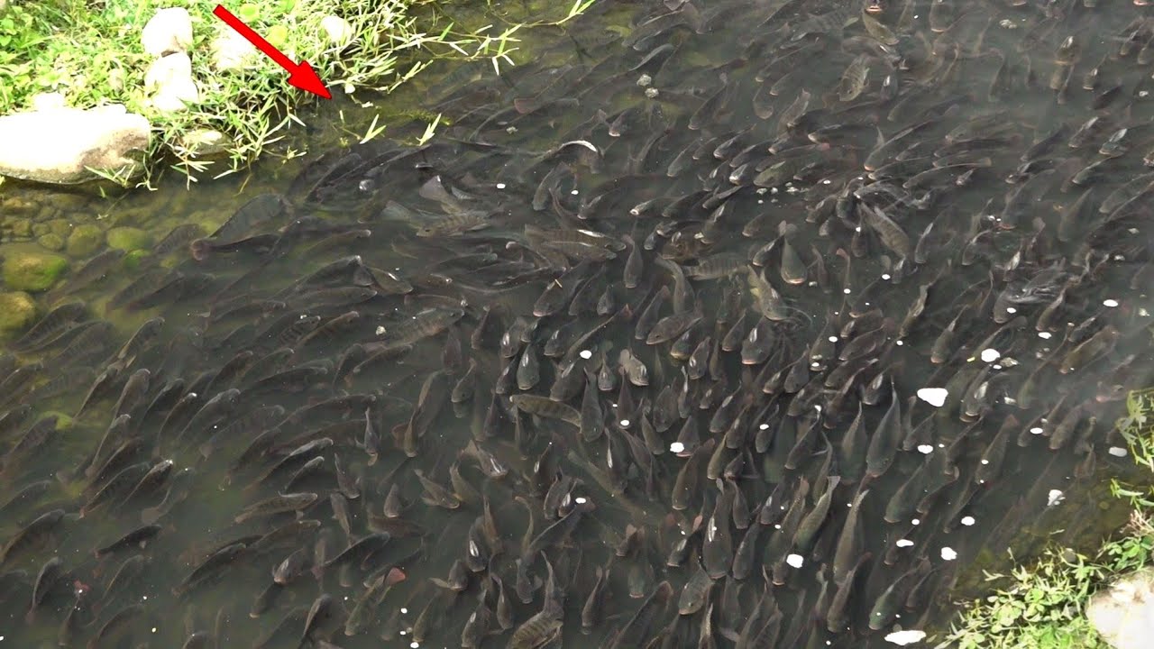 CARI IKAN DI SINI GERATIS TANPA DI PUNGUT BIAYA|| KETAPEL IKAN ||SLINGSHOT FISHING