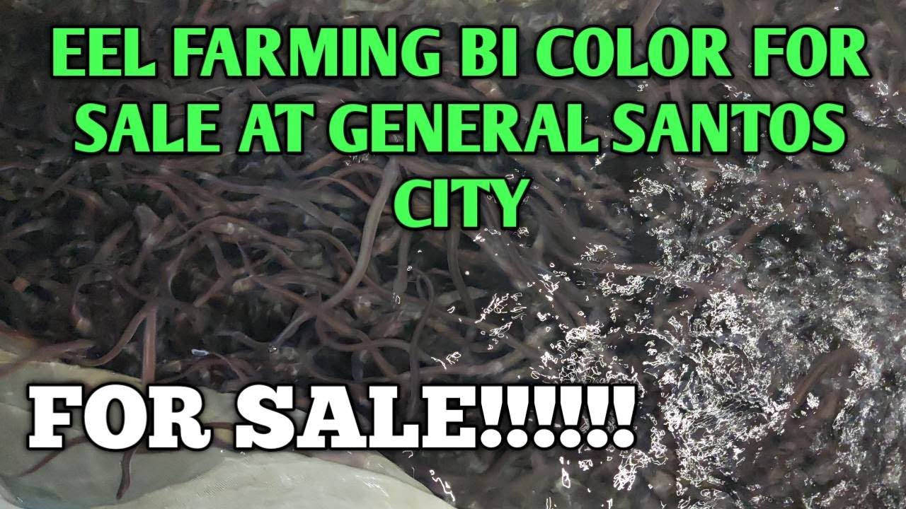 PHILIPPINE EEL BI COLOR GLASS EEL FOR SALE at GENERAL SANTOS CITY BILI NA!!!!!! 09171259996