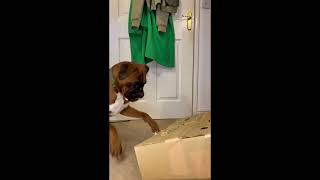 Funny boxer dog attacking the box while trying to play catch a sausage game