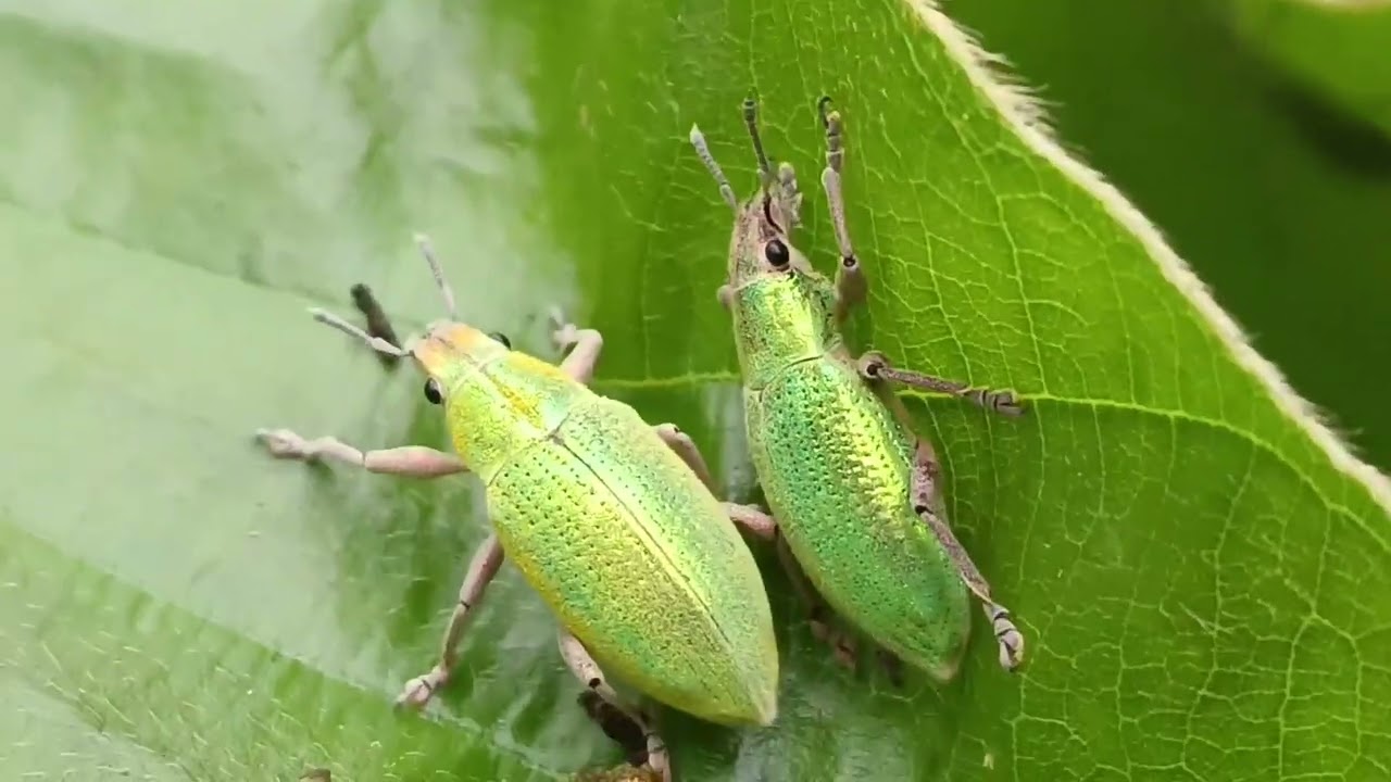 Phyllobius argentatus