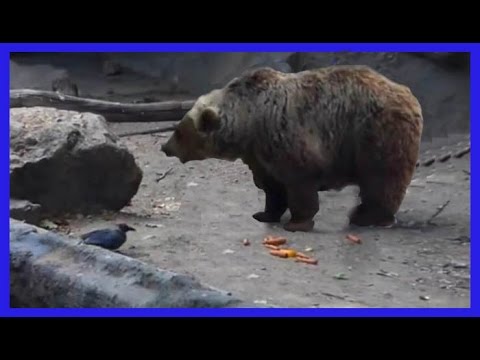 დათვმა ყვავი დახრჩობას გადაარჩინა