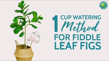 1 Cup Watering Method: The Secret to Properly Watering Your Fiddle Leaf Fig