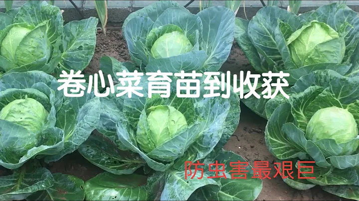 種捲心菜（包菜、高麗菜）/防蟲方法/防開裂/育苗到收穫全過程 - 天天要聞