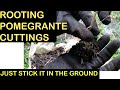 Inspecting  rooting pomegranate cuttings how i use a seedling variety of pomegranate as rootstock