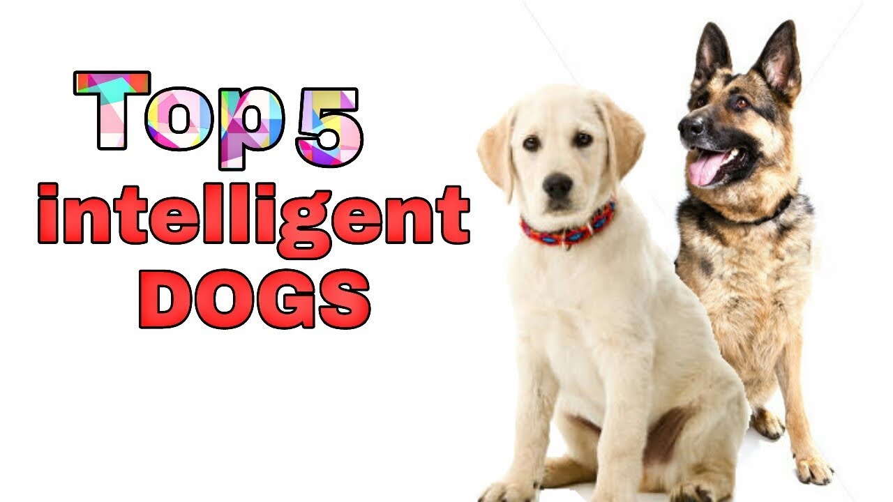 top 5 intelligent dog breeds