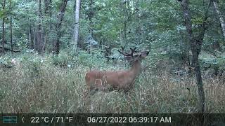 8 point in velvet