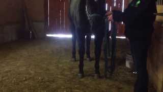 How to teach your horse showmanship. Part 4: Pivoting