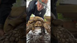 Saving my Tortoises from DROWNING! Hurricane season is here #florida #shorts #tortoises #farmlife