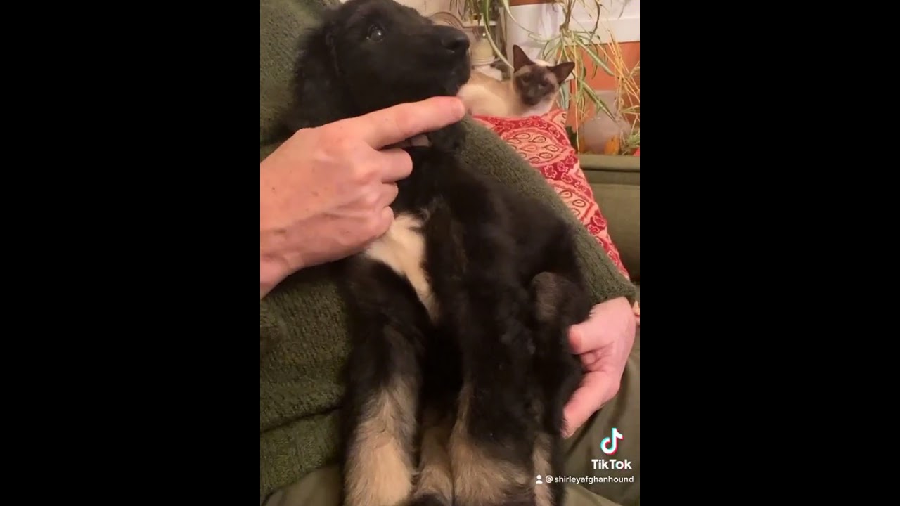 Afghan Hound Puppy and Siamese Cat