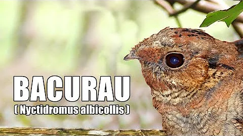 Qual é o canto do pássaro bacurau?