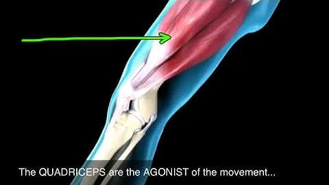 How muscles produce knee extension
