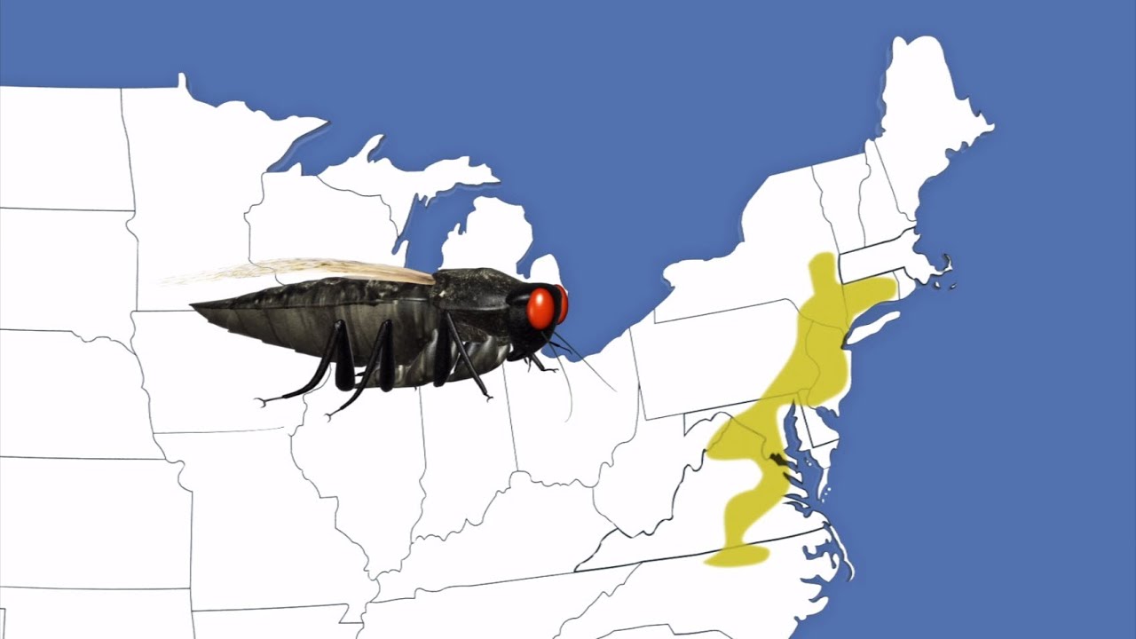 Billions of cicadas to overrun US east coast