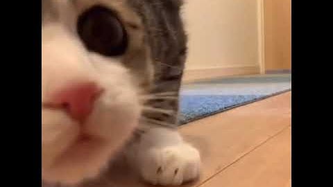 Khoảnh khắc đáng yêu của mèo - lovely cat moments