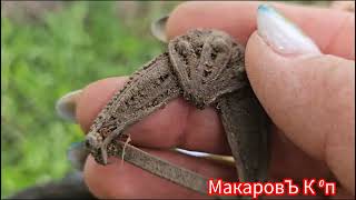 видео: Злой дед не дал покопать на поле😒   картинка: Злой дед не дал покопать на поле😒