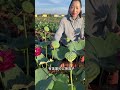 Midnight Arrival: Rare Red Lotus Blossoms - Discover the Beauty