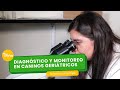 Diagnóstico y monitoreo en caninos geriátricos - TvAgro por Juan Gonzalo Angel Restrepo