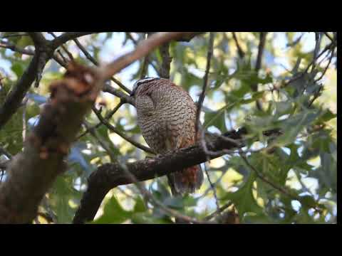 Northern Bobwhite In Kankakee County Illinois This Morning