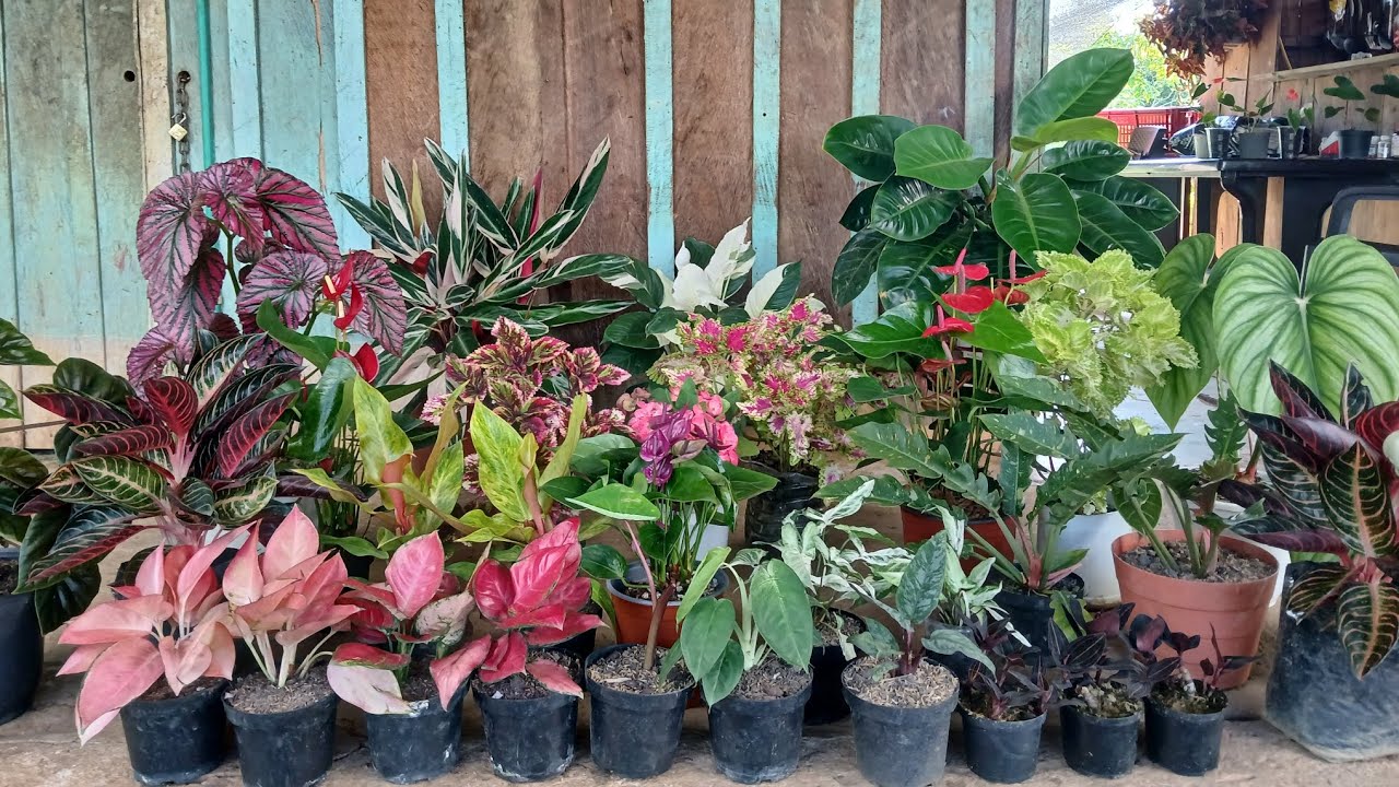 PLANTAS NUEVAS PARA MI COLECCIÓN 😱🌺🤗❤️