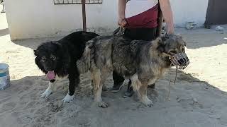 Caucasian shepherd dog, кавказская овчарка вязка