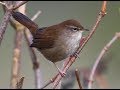 The elusive CETTIS WARBLER singing in the UK