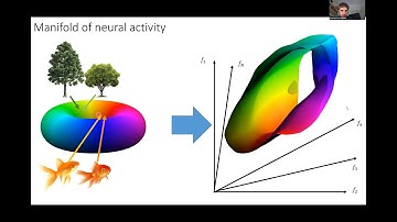 High-dimensional geometry of population responses in visual cortex