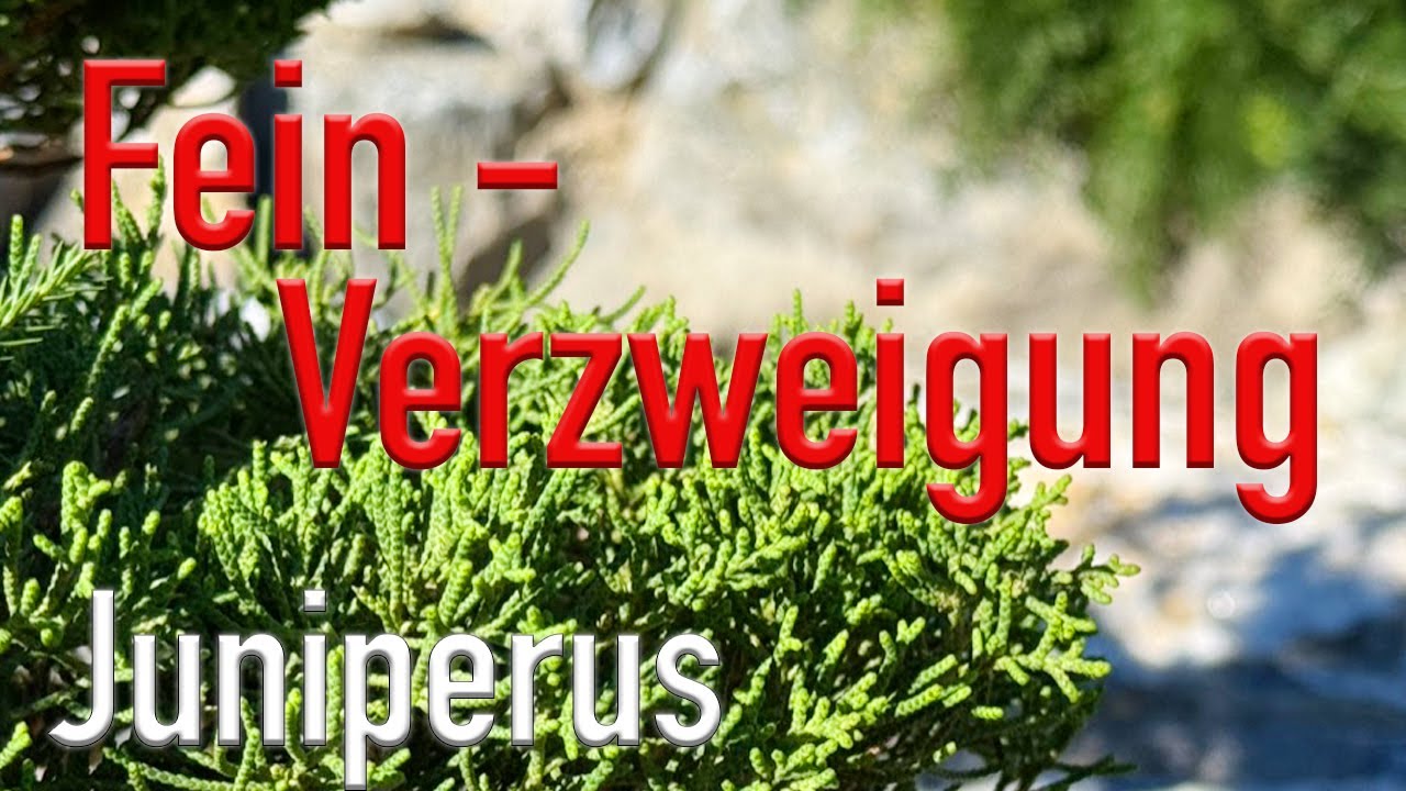 Feinverzweigung an Wacholder verbessern. Was du alles wissen musst!