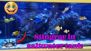 Large Saltwater Tank by Aquarium Service Tech 1,527 views 3 weeks ago 10 minutes, 35 seconds