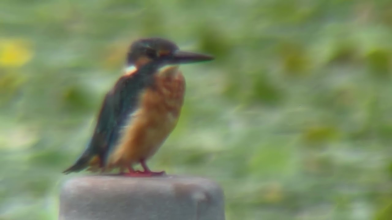 善福寺公園 カワセミ - YouTube