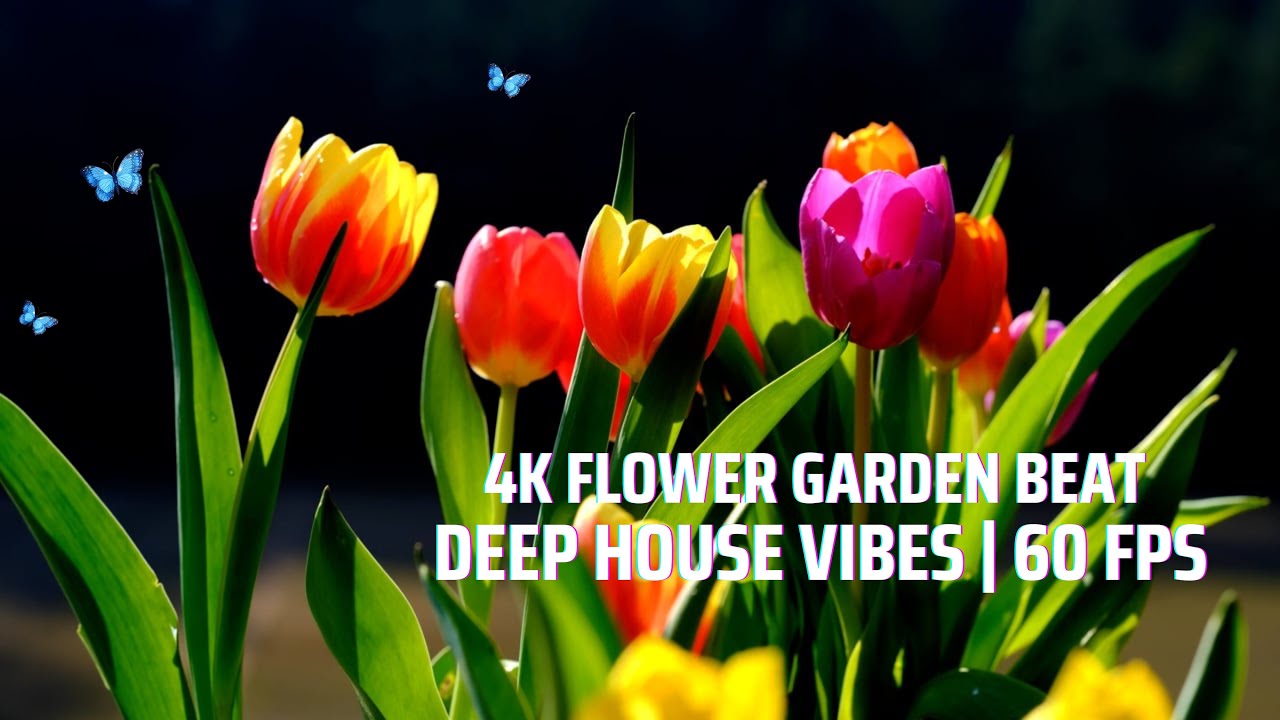 ​🎶 DEEP HOUSE 4K: Flowers Dance VIBES | 60 FPS Relaxing Music