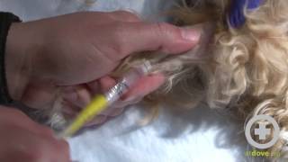 How to Give a Lateral Saphenous Injection to a Dog