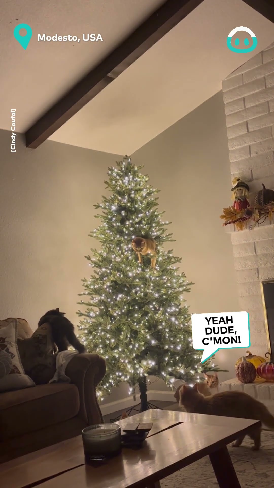 Orange Cat Climbs Christmas Tree || ViralHog