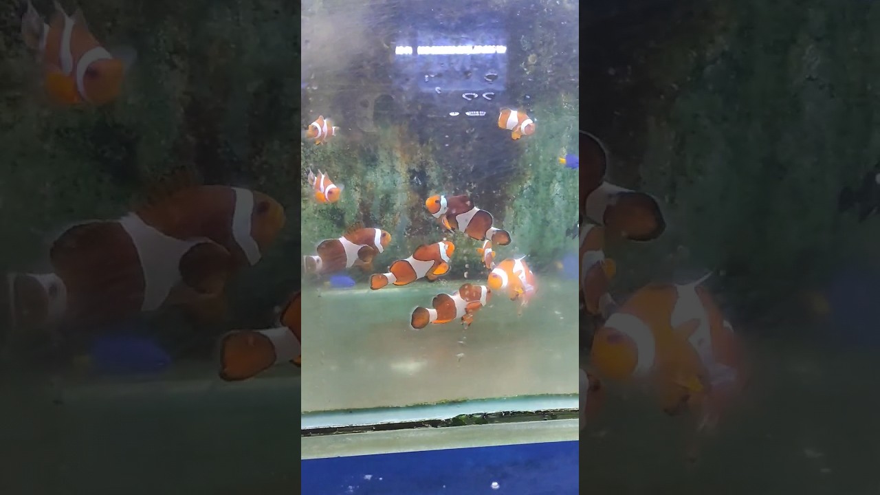 Clown Fish | Cartimar Pet Center | Pasay City 