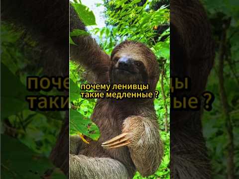 Почему ленивцы такие медленные?#ленивцы #интересно #интересноузнать #авызнали #авызналиэто