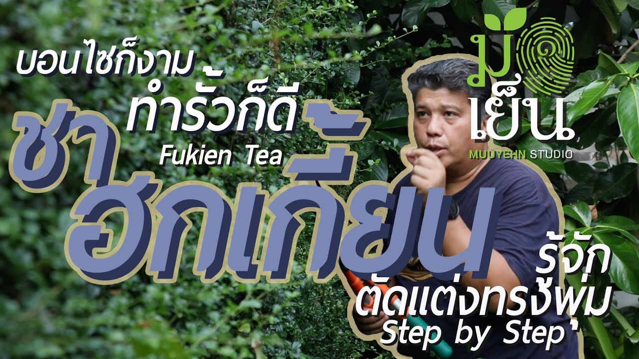 ชาฮกเกี้ยน บอนไซก็ดี ทำเป็นรั้วเขียวก็งาม Fukien Tea หรือ Carmona retusa
