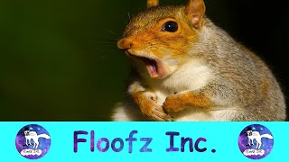 A Funny Squirrel Compilation! by Floofz Inc. 138 views 2 years ago 8 minutes, 52 seconds