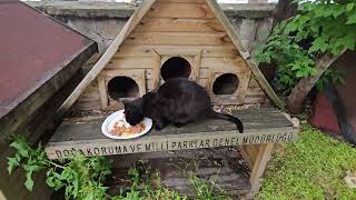 Feeding Black Cats Bring Good Luck