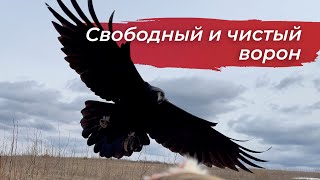 Наводим порядок в вольере и моем Гошу! Улетел на прогулке by Ворон TV 3,491 views 1 month ago 11 minutes, 26 seconds